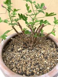 ゼラニウム の 切り 戻し