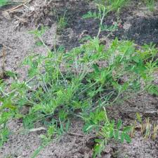 Image result for Microcharis annua