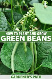 If you're really desperate then you should use mineatlas or amidst to find jungles. How To Plant And Grow Green Beans Gardener S Path