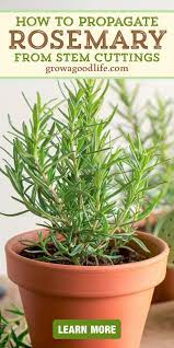 How To Propagate A Rosemary Plant From Stem Cuttings In 2021 Rosemary Plant Plants Propagating Plants