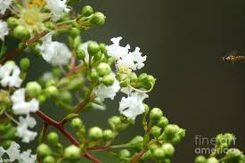 Crape Myrtle