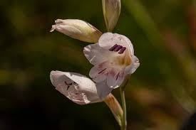 Image result for Gladiolus zimbabweensis