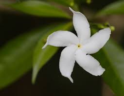 Image result for Thunbergianthus ruwenzoriensis