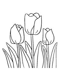 Free Tulip
