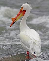 Sea Bird With Big Mouth 15 Birds With Unbelievable Beaks Pet Birds Birds Sea Birds