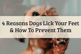 4 Reasons On Why Dogs Lick Your Feet 2021 Guide Update
