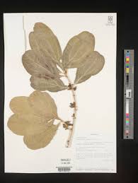 Image result for Strychnos innocua