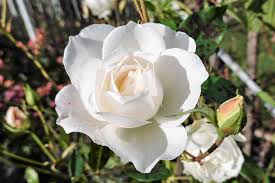 Pianta ornamentale con fiori simili a rose ranuncolacea a fiori doppi ranuncolacea dai grandi fiori una pianta ornamentale dotata di fiori grandissimi: Nomi Immagini E Significato Segreto Dei Fiori Bianchi