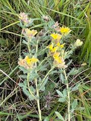 Image result for Diclis reptans