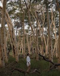 Image result for Syncolostemon canescens