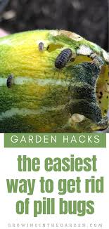 May 25, 2021 · remove potato bugs by hand. Garden Hacks 9 Simple Tips For The Garden Growing In The Garden Pill Bug Potato Bugs Gardening Tips