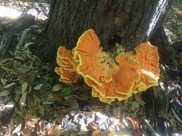 My favorite way to preserve them is to pickle them, i have a recipe in this website under the chicken of the woods tab, located under polypores. Chicken In The Woods Laetiporus Sulphureus