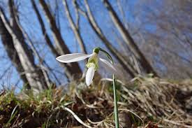 I suoi colori vanno dal bianco al rosso, con eleganti sfumature di rosa. Zainoinspalla La Natura In Montagna Fiori Inverno