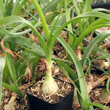 Image result for Albuca
