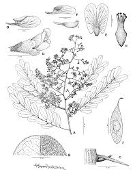 Image result for Dalbergia acutifoliolata