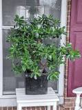 Image result