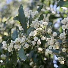 Image result for Acacia melanoxylon