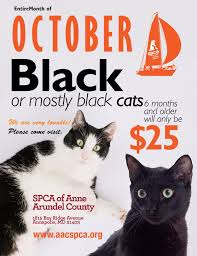 Due to the kittens' young age, they are not yet sterilised or vaccinated. Adopt A Black Cat Spca Of Anne Arundel County