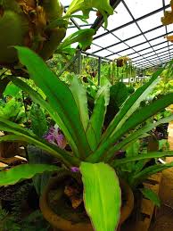 Image result for Commelinaceae