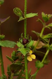 Image result for Crepidorhopalon rupestris