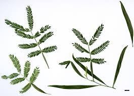 Image result for Acacia melanoxylon