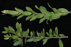 Image result for Bonamia mossambicensis