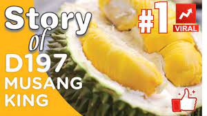 Lima tahun ke depan, durian musang king, durian ochhe atau durian hitam, durian pelangi dari papua. Asal Usul Durian Musang King Story Of Musang King Youtube