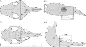 The confused sheep and the tamed wolf is not going to receive my recommendation. On The Lack Of A Universal Pattern Associated With Mammalian Domestication Differences In Skull Growth Trajectories Across Phylogeny Royal Society Open Science