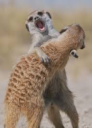 Meerkats Play Fighting Sean Crane Photography Blog Meerkat Animals Wild Animals Beautiful