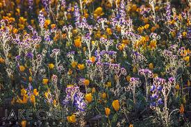 Check spelling or type a new query. Arizona Wildflowers Guide Sonoran Desert