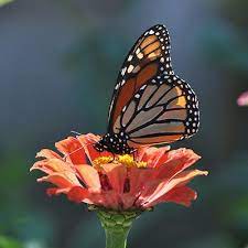 We did not find results for: Monarch Butterfly Annual Seed Collection American Meadows