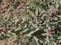 Image result for Suaeda vermiculata