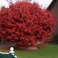 Has a light green color in spring & in autumn the leaves turn bright orange with golden yellow undertones & crimson highlights. Acer Palmatum Japanese Maple Seed X25 Ole Lantana S Seed Store