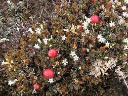 Image result for Pentadiplandra