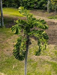 Image result for Aiphanes horrida