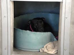 My Name Is Cherry My Animal Id Is A1448444 Dog Help My Animal Animal Help