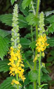 Image result for Agrimonia