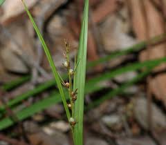 Image result for Scleria