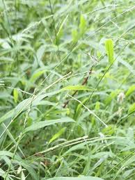 Image result for Leersia