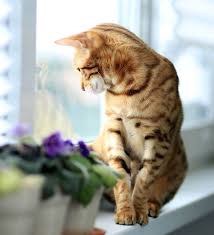 Find a cat sitter near me. How Long Can You Leave A Cat Alone Find Out Now Tractive Blog