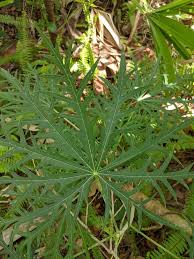 Image result for Jatropha multifida