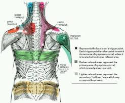 Shoulder Trigger Points Chart Www Bedowntowndaytona Com