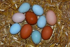 Originated in the united states. Ameraucana Araucana And Easter Egger Blue Green Pink Colored Eggs