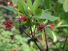 Small florida native tree or a large shrub, endemic to florida within the u.s. Star Anise Shrubs Gardening Solutions University Of Florida Institute Of Food And Agricultural Sciences