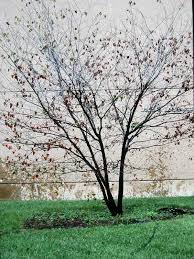 Mcgroarty perry, ohio copyright 2011. Verticillium Wilt