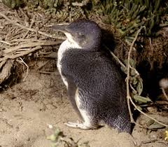 Aug is a gun that is very familiar to many pubg. Little Penguin Nsw Environment Energy And Science