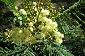 Image result for Acacia grandicornuta