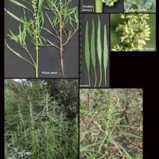 Image result for Amaranthaceae