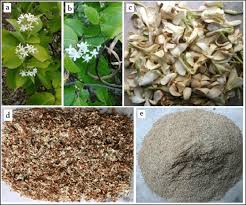 Image result for Holarrhena