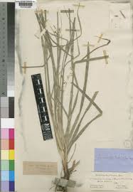 Image result for Carex echinochloe